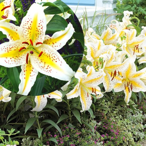 Lilium auratum - Kuldvööt liilia 